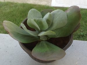 image9 | Walter Reeves: The Georgia Gardener