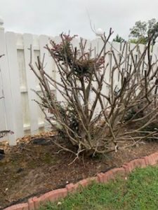 loropetalum-severely-pruned-3 | Walter Reeves: The Georgia Gardener