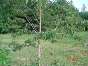 mystery-tree | Walter Reeves: The Georgia Gardener