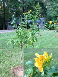 photo-1 | Walter Reeves: The Georgia Gardener