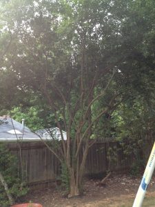 photo1 | Walter Reeves: The Georgia Gardener