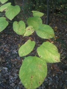 photo1 | Walter Reeves: The Georgia Gardener