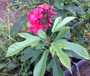 photo1 | Walter Reeves: The Georgia Gardener