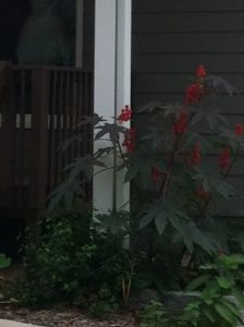 photo3 | Walter Reeves: The Georgia Gardener