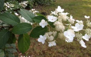 photo3 | Walter Reeves: The Georgia Gardener