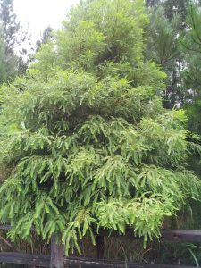 pine1 | Walter Reeves: The Georgia Gardener