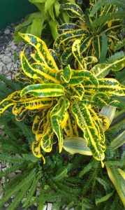 plant | Walter Reeves: The Georgia Gardener
