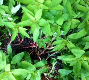 plant1 | Walter Reeves: The Georgia Gardener