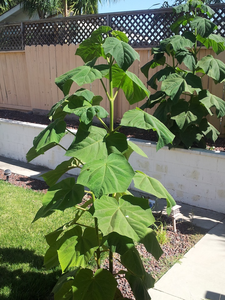 Large, Fast growing, single stalk plant?? What is this? Walter Reeves