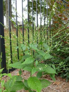 plant3 | Walter Reeves: The Georgia Gardener