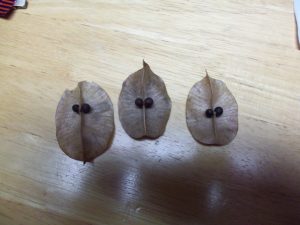 seed | Walter Reeves: The Georgia Gardener