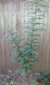 t1 | Walter Reeves: The Georgia Gardener