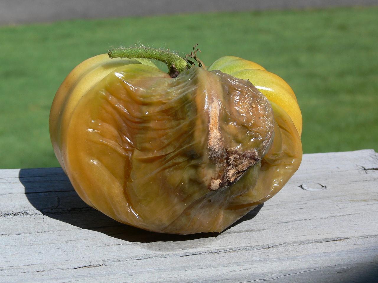 tomatos rotting on the vine Walter Reeves The Gardener