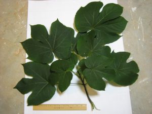 unknown-tree | Walter Reeves: The Georgia Gardener