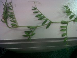 weed | Walter Reeves: The Georgia Gardener