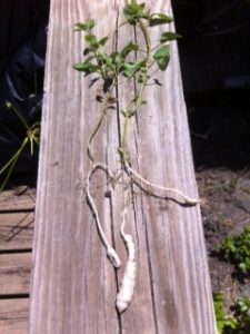 weed | Walter Reeves: The Georgia Gardener