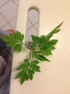 what-leaf-do-you-see | Walter Reeves: The Georgia Gardener