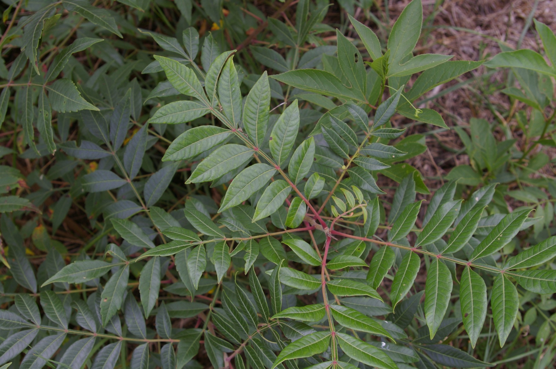 Is This Poison Sumac Walter Reeves The Georgia Gardener