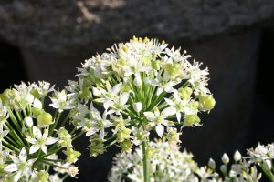 allium 1 | Walter Reeves: The Georgia Gardener