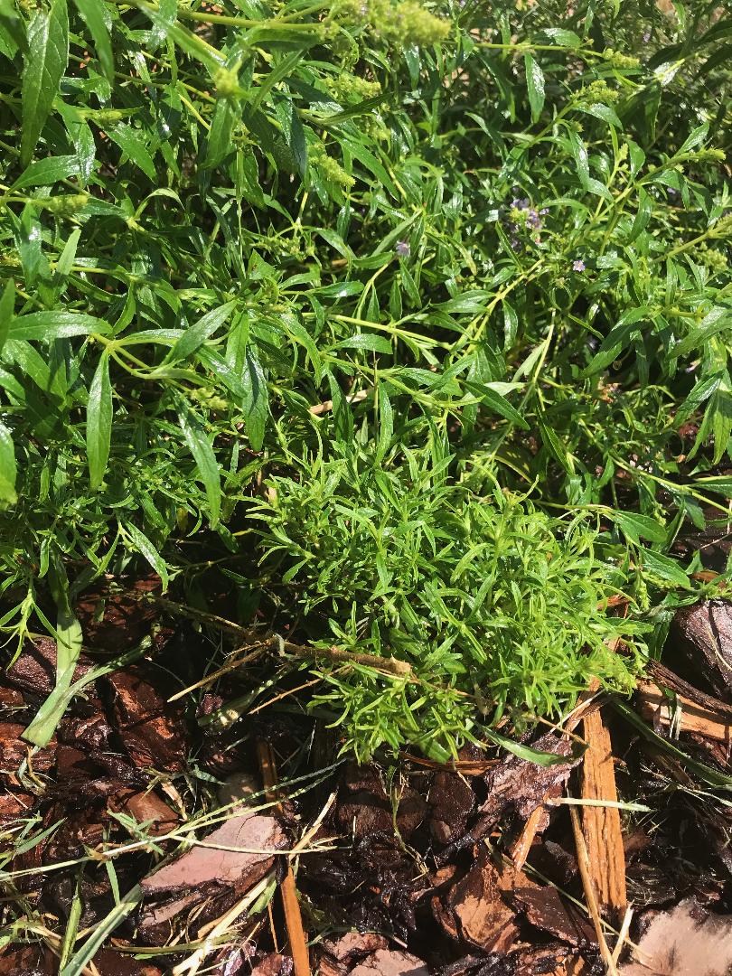 Glyphosate (Roundup) damage to several shrubs Walter Reeves The Gardener
