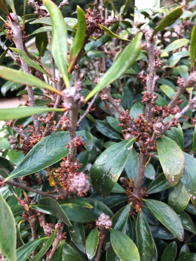 Glyphosate (Roundup) damage to several shrubs Walter Reeves The