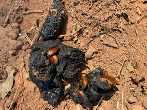raccoon scat | Walter Reeves: The Georgia Gardener