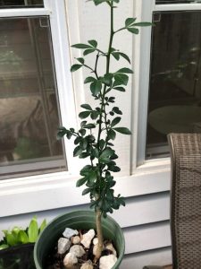 1597336269-name-that-plant-1 | Walter Reeves: The Georgia Gardener