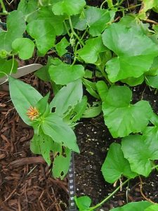 1597776368-name-that-plant-1 | Walter Reeves: The Georgia Gardener