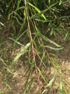 1600454592-name-that-plant-1 | Walter Reeves: The Georgia Gardener