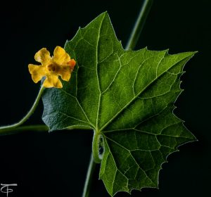 1600458830-name-that-plant-1 | Walter Reeves: The Georgia Gardener