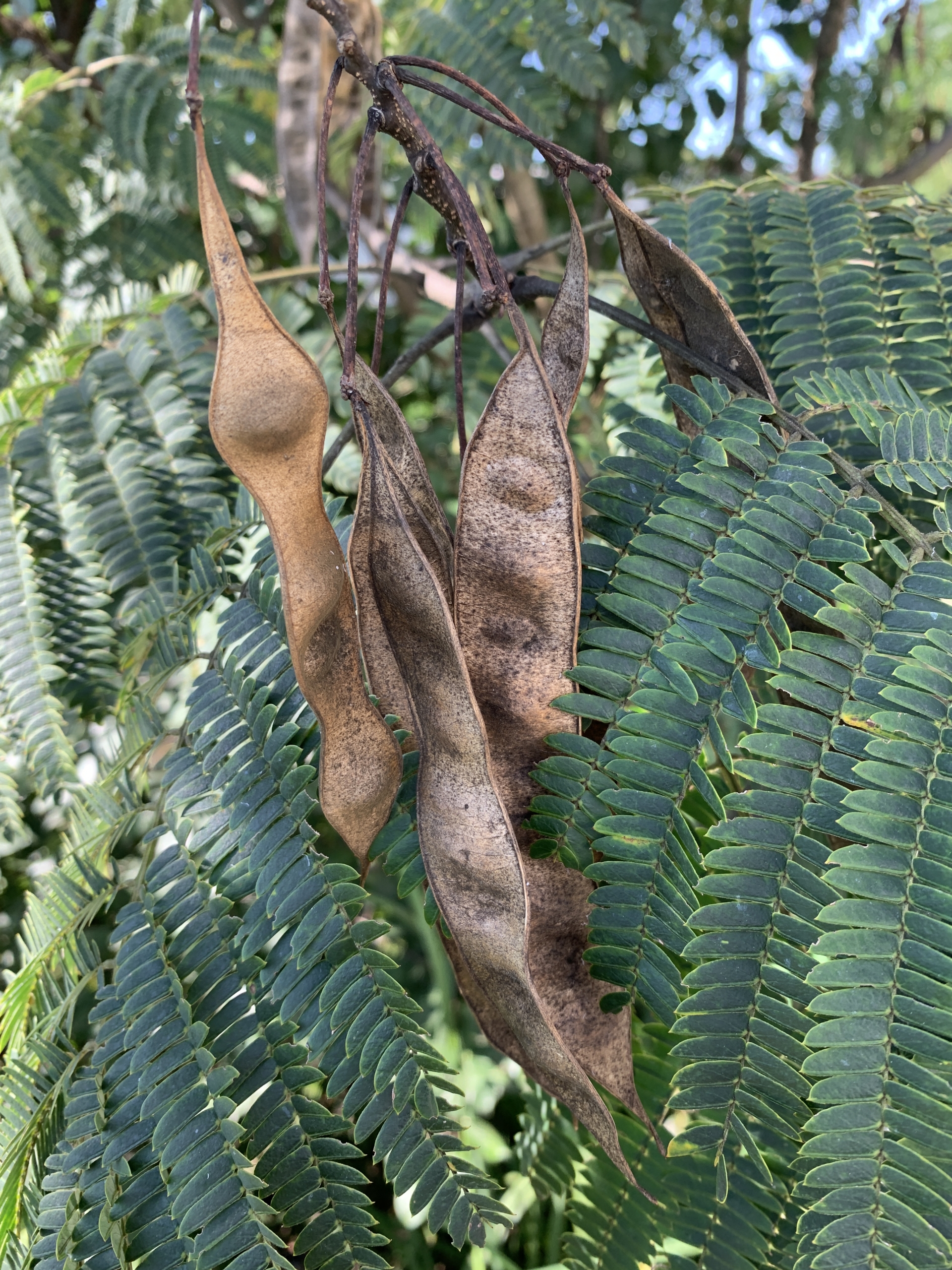 Supposer Refus double tree seed pod identification pictures ...