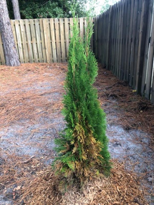 Arborvitae turning brown after planting Walter Reeves The Gardener