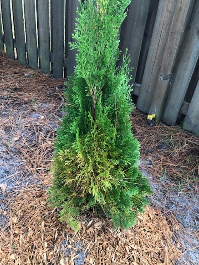 Arborvitae turning brown after planting Walter Reeves The