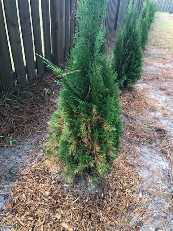Arborvitae turning brown after planting Walter Reeves The