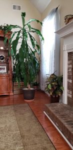 dracaena 2 | Walter Reeves: The Georgia Gardener