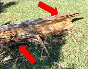 top | Walter Reeves: The Georgia Gardener