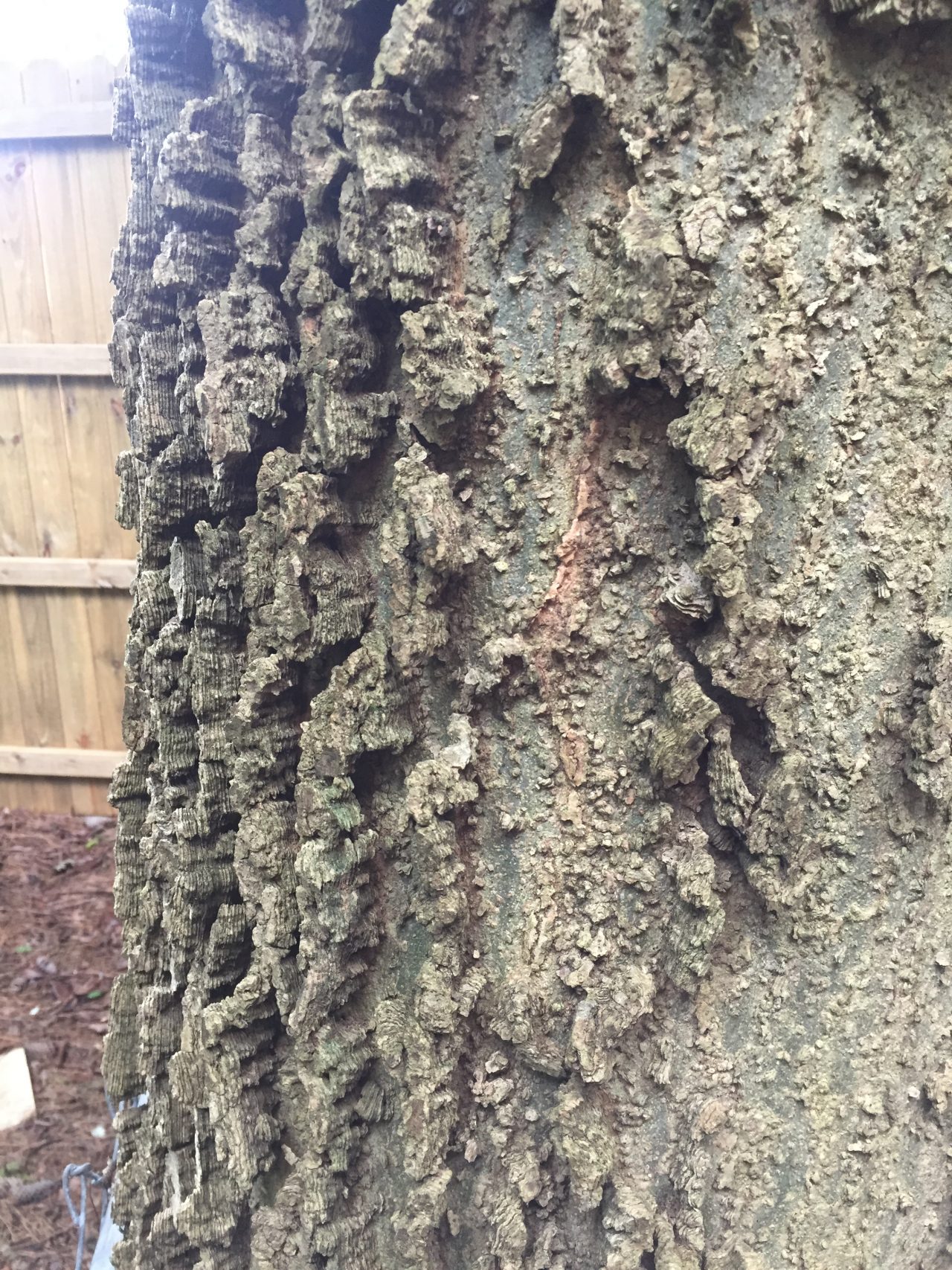 Hackberry Tree Leaves Have Sticky Residue Walter Reeves The