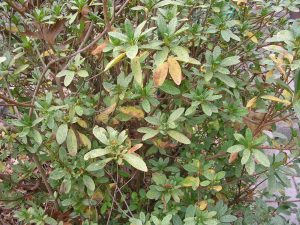 DSCN1219 | Walter Reeves: The Georgia Gardener