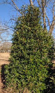 ra5wYPlH0zoR | Walter Reeves: The Georgia Gardener