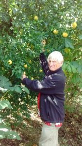 citrus hardy 2 | Walter Reeves: The Georgia Gardener