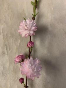 maS4dg1K7vJI | Walter Reeves: The Georgia Gardener
