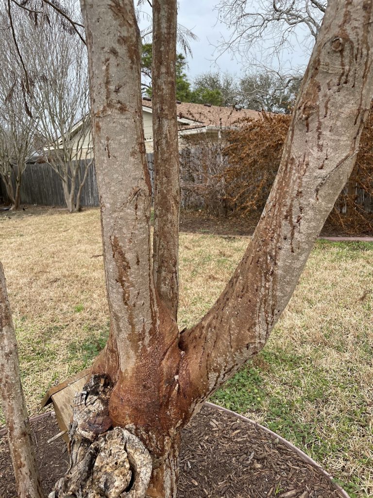 Mimosa Wilt Identified Walter Reeves The Georgia Gardener