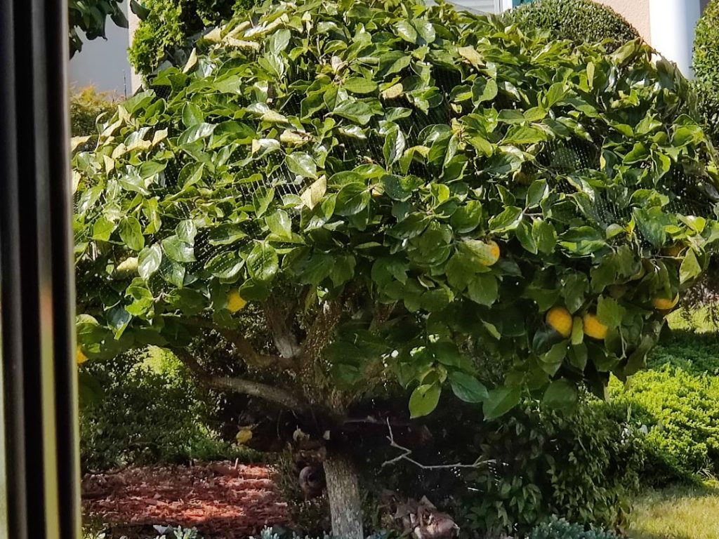 Citrus tree growing in Suwanee Walter Reeves The Gardener
