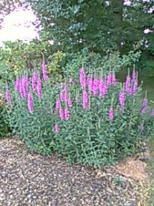 9Yh6bXE3qRFz | Walter Reeves: The Georgia Gardener