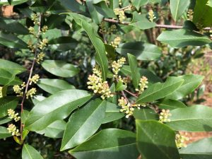 cherry laurel 2 | Walter Reeves: The Georgia Gardener