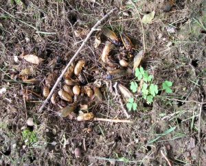cicadas on ground | Walter Reeves: The Georgia Gardener