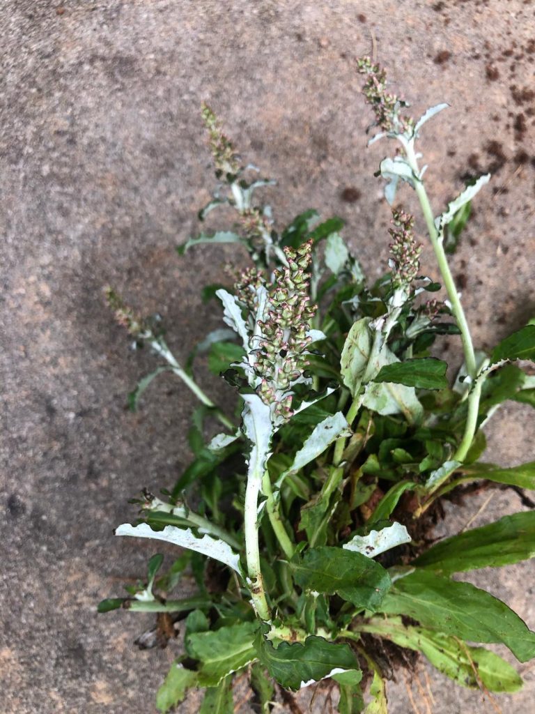 cudweed 1 | Walter Reeves: The Georgia Gardener