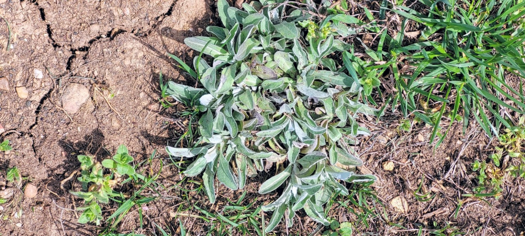 cudweed | Walter Reeves: The Georgia Gardener