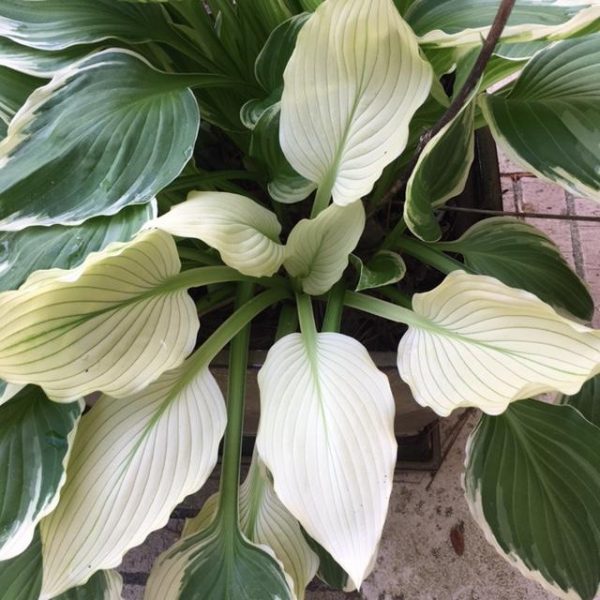 White Spots On Hosta Leaves