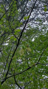 l9uLEngfYz_W | Walter Reeves: The Georgia Gardener